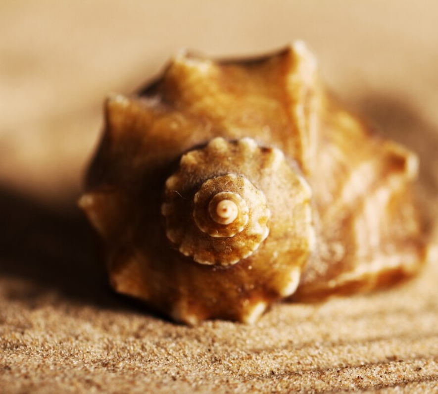 Caracol sobre la arena