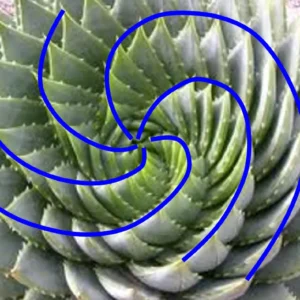 Espirales de crecimiento.PM