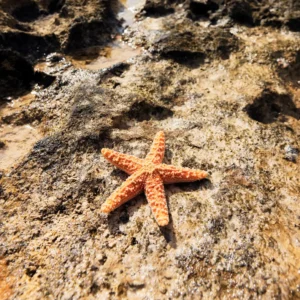 El Número 5 – Transformación y Vida