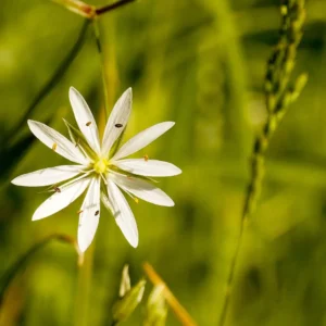 Titulo segundo curso