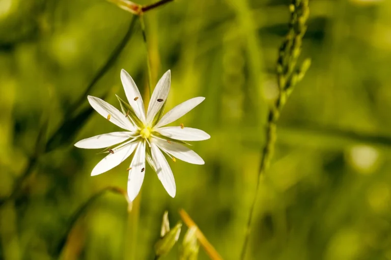 Titulo segundo curso