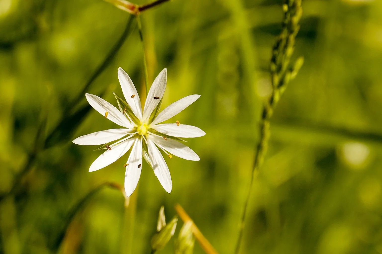 Titulo segundo curso