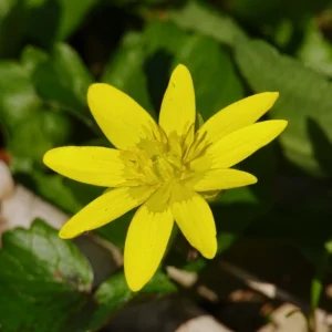 El Número 9 – Plenitud y Conclusión